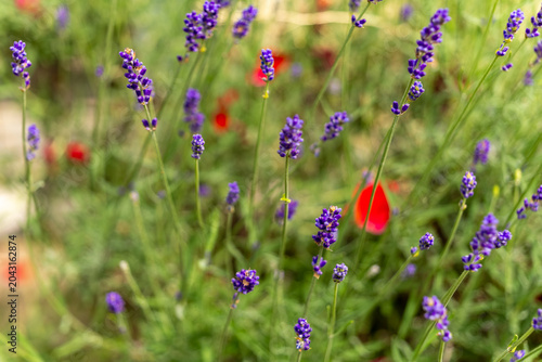 Colorful lavender blooms dance among vibrant red flowers in a sunny garden in mid-summer