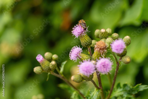 Honeybee collecting nectar from vibrant purple flowers in a lush garden during a sunny afternoon
