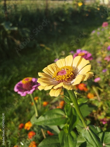 Close up of bright zinnia blossom on a sunny day