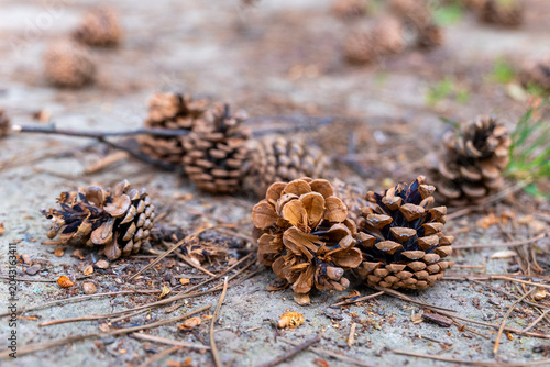 Nature's delicate treasures scattered across the forest floor at sunrise, showcasing the beauty of pine cones