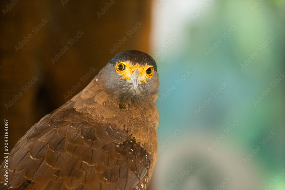 Fototapeta premium Close-up of crested serpent eagle (Spilornis cheela).