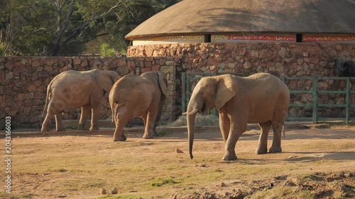 Three African elephants eat leafy branches in zoo enclosure