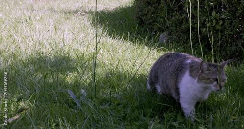 Playful Cats-Chat domestique (Felis catus) in  the garden, Auvergne, France