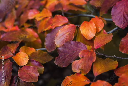 Red leaves of beautiful autumn