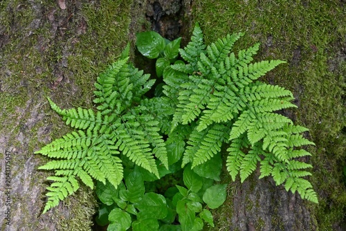 Foto Lush green ferns and moss on natural wood background, nature texture