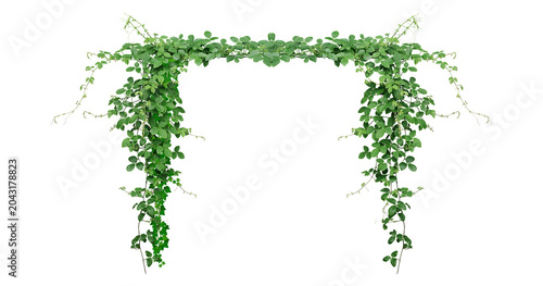 Tableau sur toile Bush grape or three-leaved wild vine cayratia (Cayratia trifolia) liana ivy plan