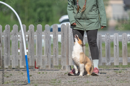 Shetland Sheepdog waits for signal to begin hooper training session at outdoor dog agility track