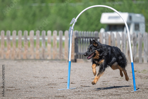 Bohemian Shepherd runs through hoop on agility track during training session