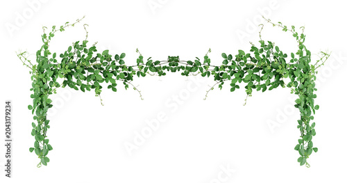 Canvastavla Bush grape or three-leaved wild vine cayratia (Cayratia trifolia) liana ivy plan