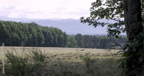 Red Fox (Vulpes vulpes), Auvergne, France.
