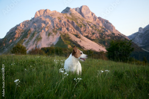 Tableau sur toile The dog sits in green grass among white flowers, gazing off to the side
