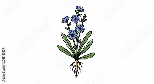 A stylized illustration of a chicory plant with blue flowers and roots