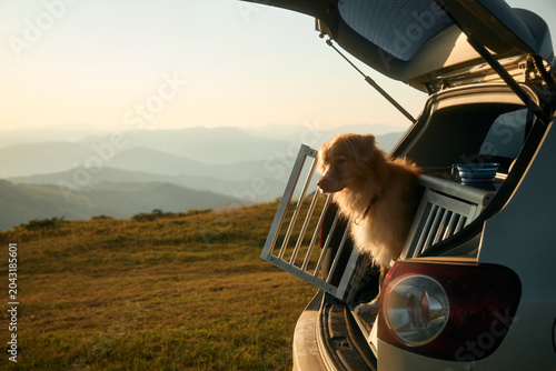 Tableau sur toile A Nova Scotia Retriever leans slightly out of a car trunk as the sun sets