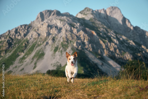 Φωτογραφία The terrier walks lightly on a well-worn trail under dramatic peaks