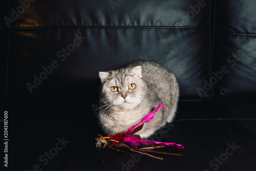 Φωτογραφία Cat sits on  dark surface with  pink ribbon in front of it during indoor playtime in  cozy setting