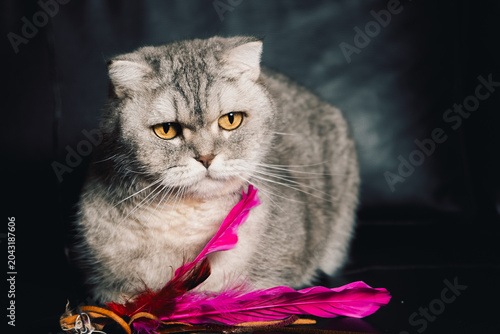 Φωτογραφία Cat sits on  dark surface with  pink ribbon in front of it during indoor playtime in  cozy setting