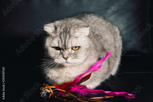 Foto Cat sitting on black couch with pink feather toy during indoor playtime in evening