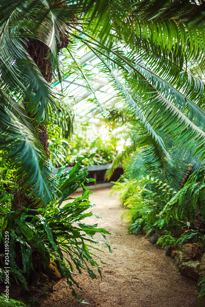 Fototapeta premium A walking path in the tropical greenhouse of the Botanical Garden. Collection of exotic plants.
