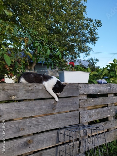 Cute black and white cat lying on a wooden fence outdoor
