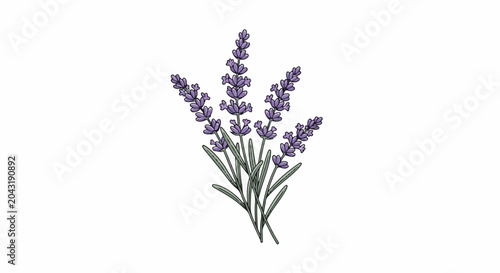 A watercolor style illustration of several sprigs of purple lavender flowers