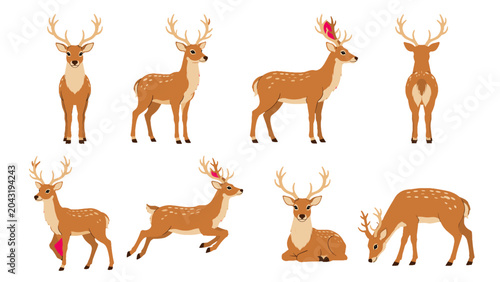 Fotografía Set of deer illustrations in multiple poses and views