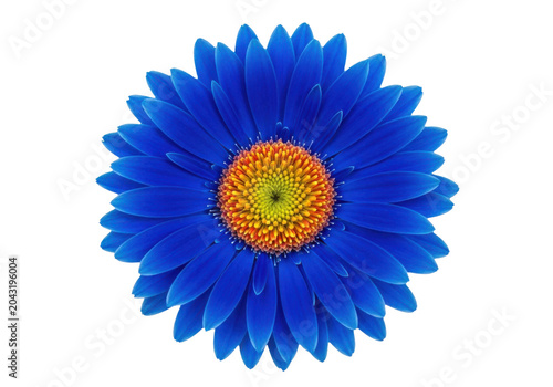 A vibrant blue gerbera daisy flower with a yellow and orange center isolated on transparent background