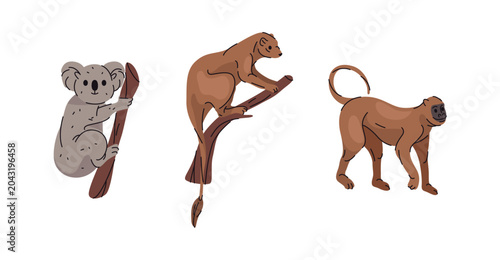 Canvas Print Weasel, koala and monkey