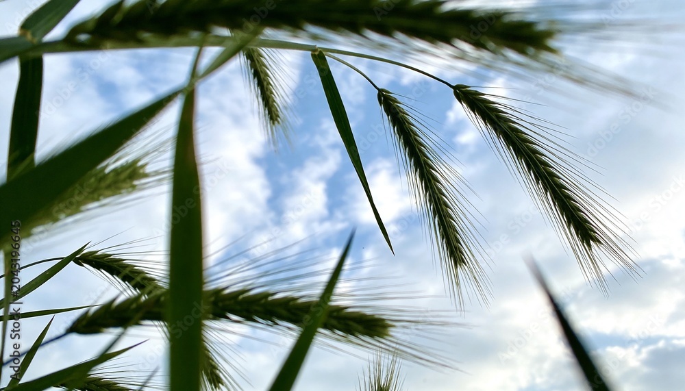 Obraz premium Swaying green barley seed heads filling low-angle meadow view toward blue sky, with long awns