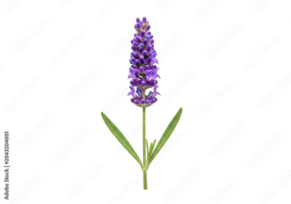 Fototapeta premium Single sprig of fresh lavender flower isolated on transparent background