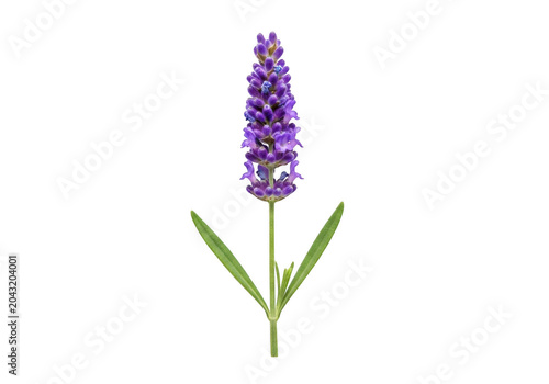 Single sprig of fresh lavender flower isolated on transparent background