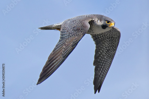 Photography 翼を細めて飛ぶハヤブサ