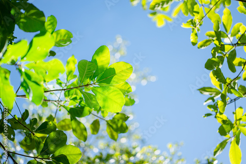 Beautiful  leaves in soft focus and tree blur background concept