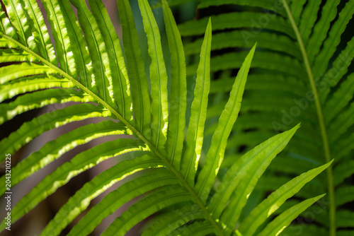 Bild auf Leinwand A green fern unravelling in nature on a wet and rainy afternoon