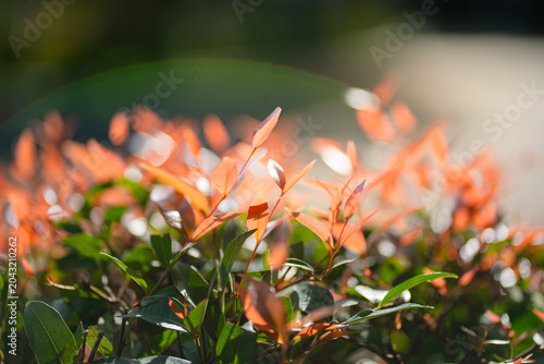 Nature of green leaf in garden at summer. Natural green and orange leaves plants using as spring background cover page greenery environment ecology lime green wallpaper