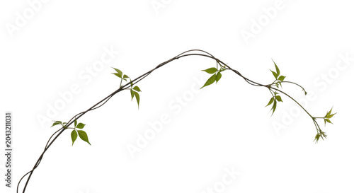 A long, thin, flexible vine branch with small green leaves isolated on transparent background