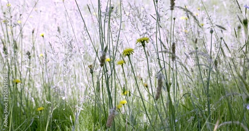 Spring colors and flowers, Auvergne, France.