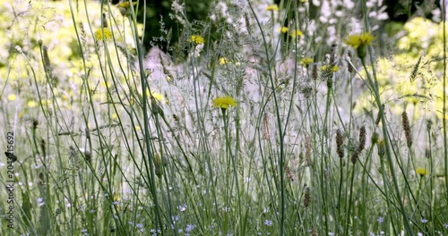 Spring colors and flowers, Auvergne, France.
