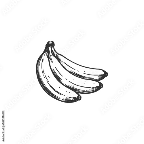 Fotografie Bunch of Bananas Sketch