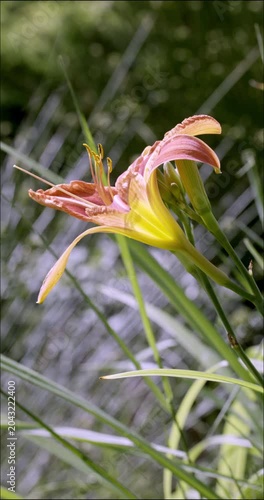 Spring colors and Day Lily (Hemerocallis), Auvergne, France.