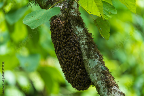 Foto A cluster of honey bees temporarily resting on a tree branch