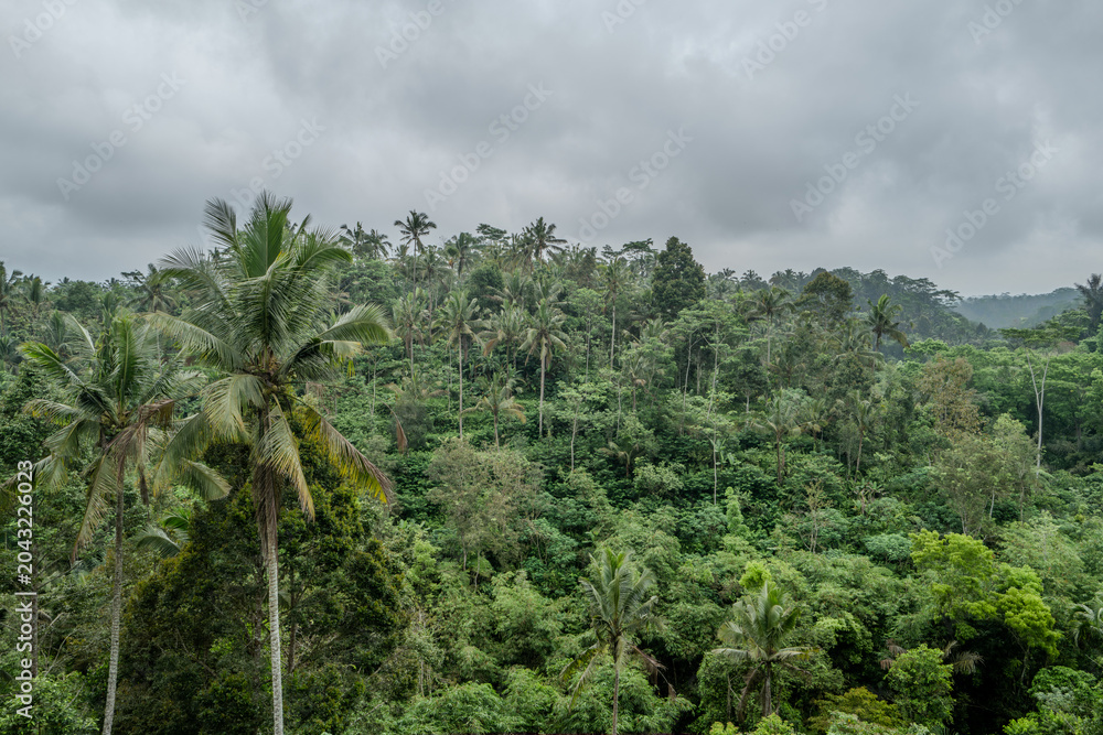 Naklejka premium View over the jungle in Indonesia
