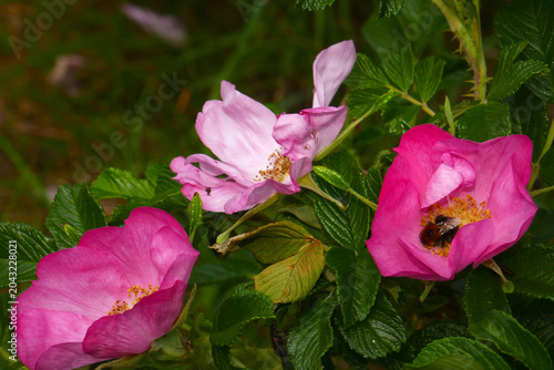 Kartoffelrose