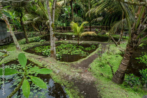 Fish ponds in the jungle