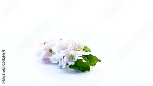 beautiful apple tree flowers isolated on clean white background