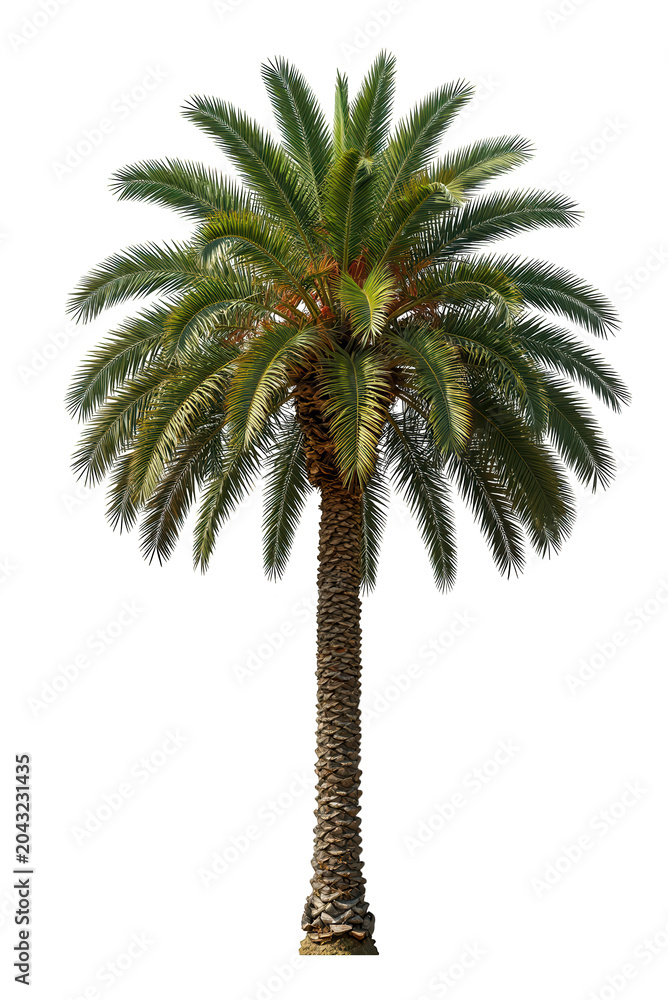 Fototapeta premium Palm Tree Isolated on Transparent Background