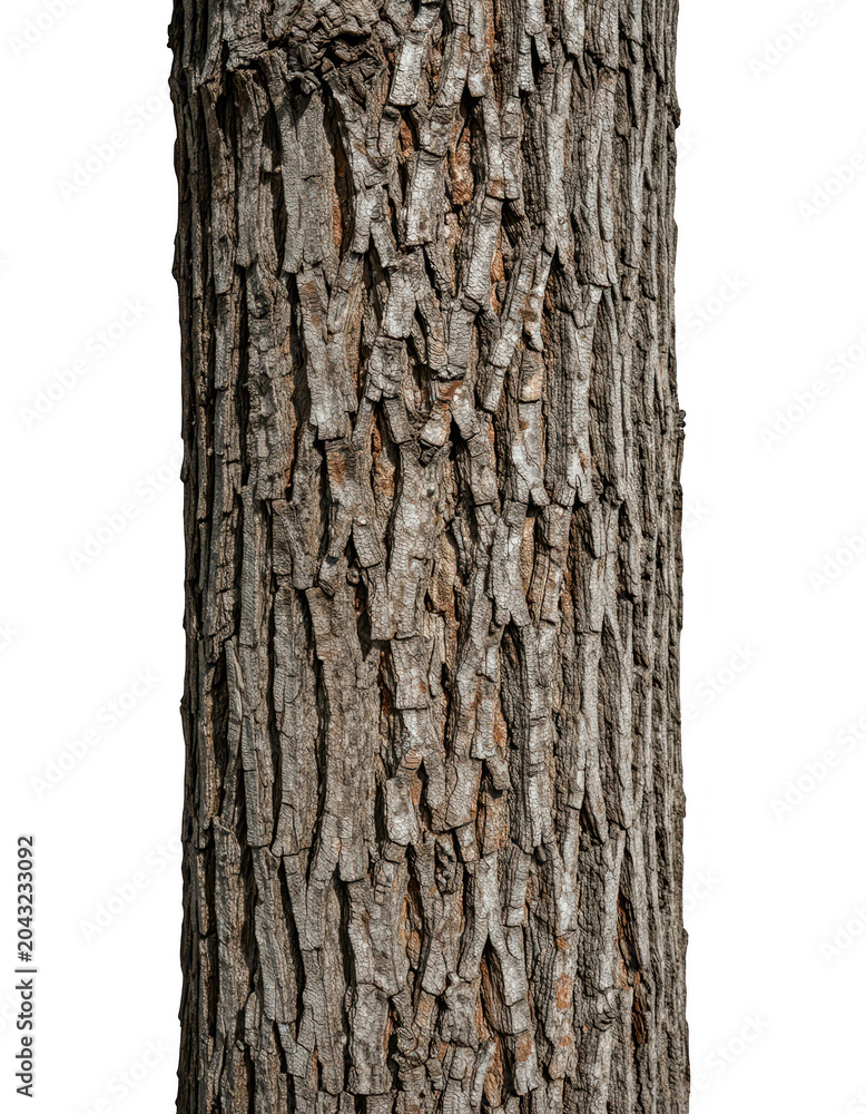 Fototapeta premium Tree Bark Texture Close-up Isolated Transparent Background