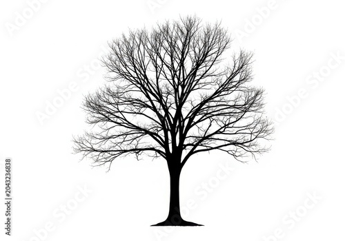 Black and white bare tree silhouette in winter style isolated on white background