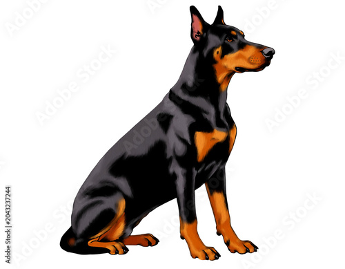 Fotografie The Doberman is standing