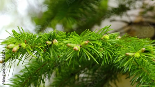 A close-up of spruce branches with fresh spring shoots after rain.