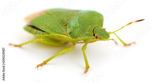 Green Shield Bug Isolated on White Background